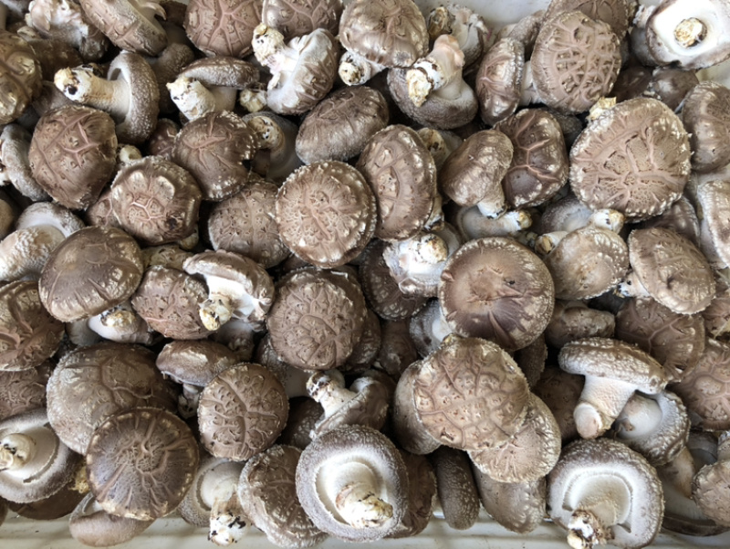 食用菌鲜货