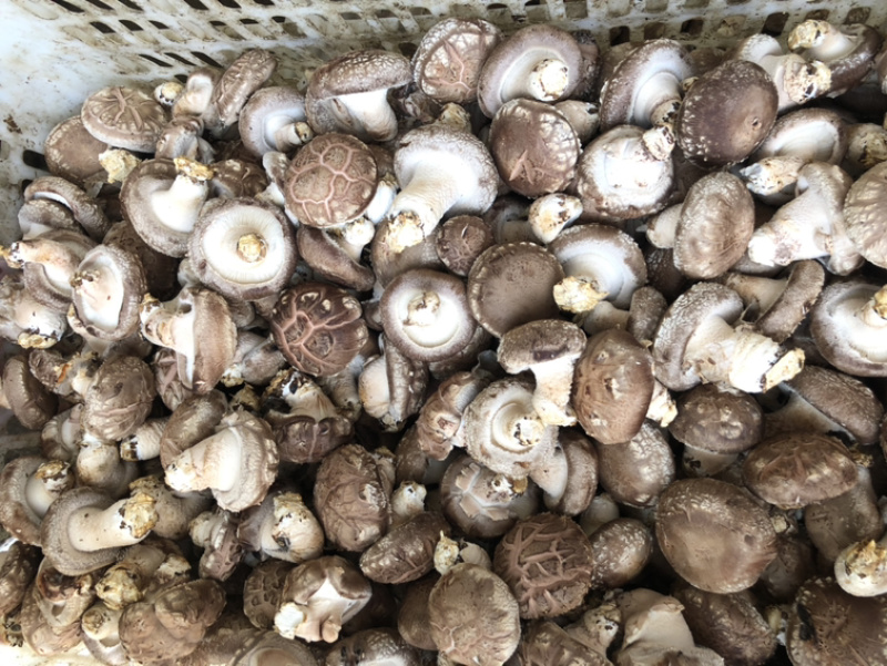 食用菌鲜货