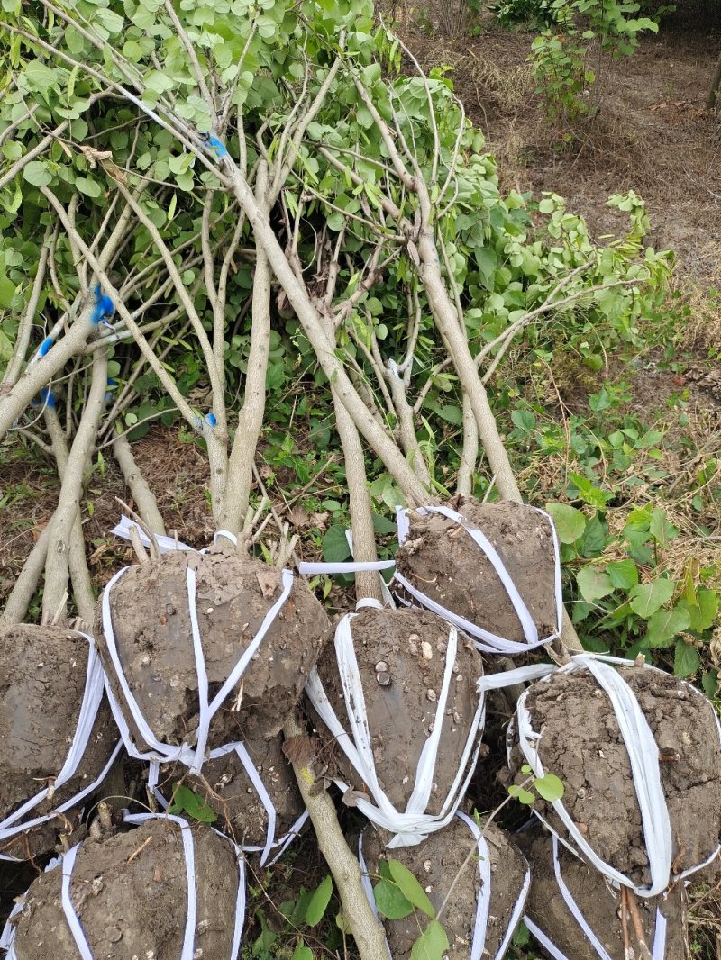 紫荆独杆紫荆丛生紫荆紫荆苗绿化苗木大量供应绿化工