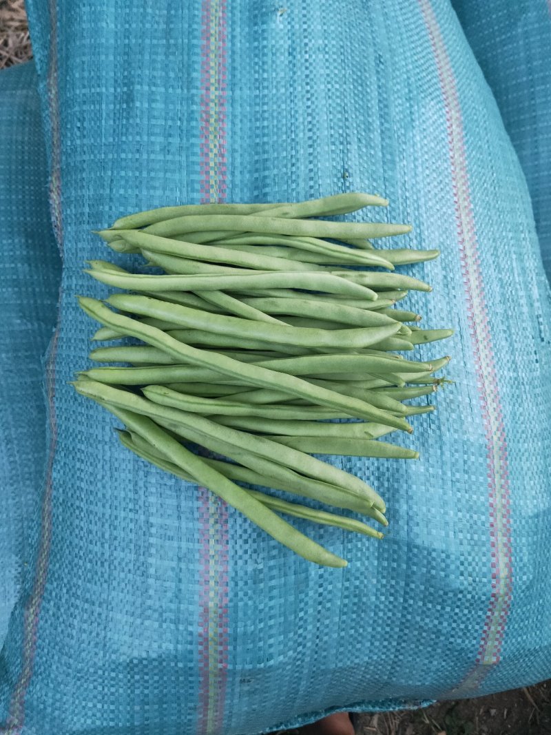 豆角大量现货