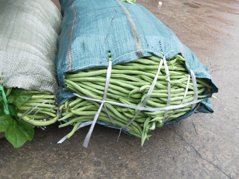 豆角大量现货