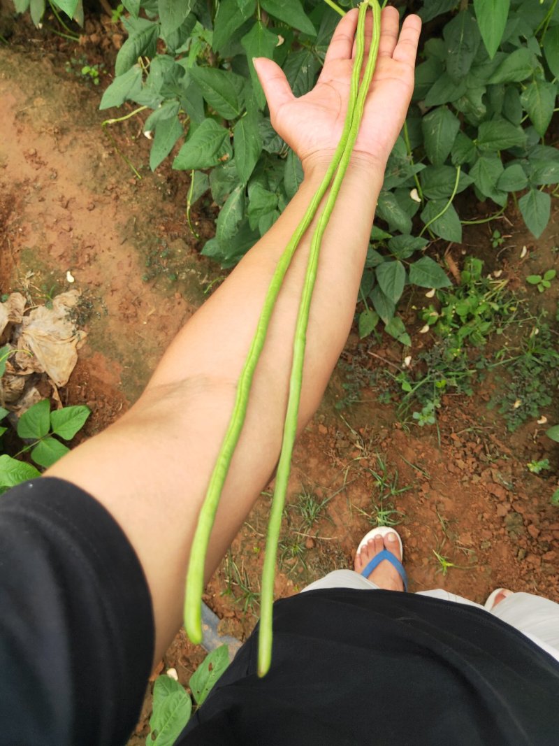豆角大量现货