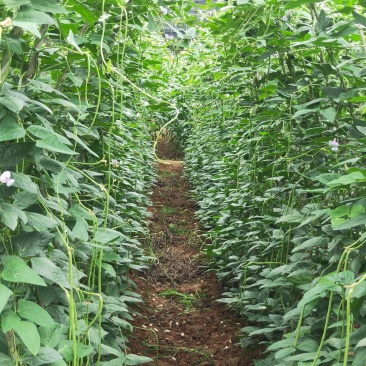 豆角大量现货