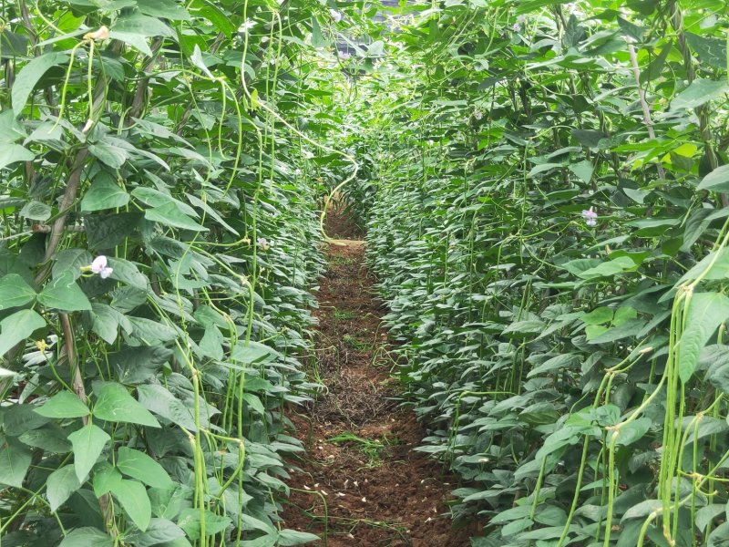 豆角大量现货