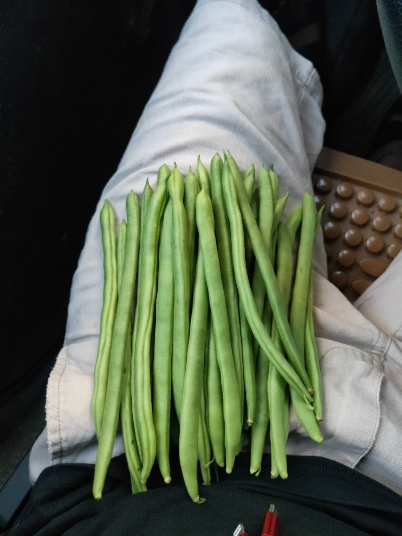 豆角大量现货
