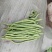 豆角大量现货