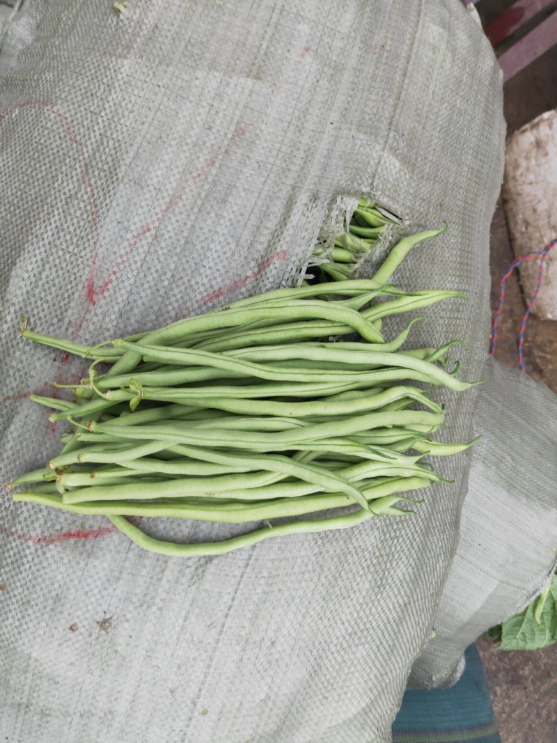 豆角大量现货
