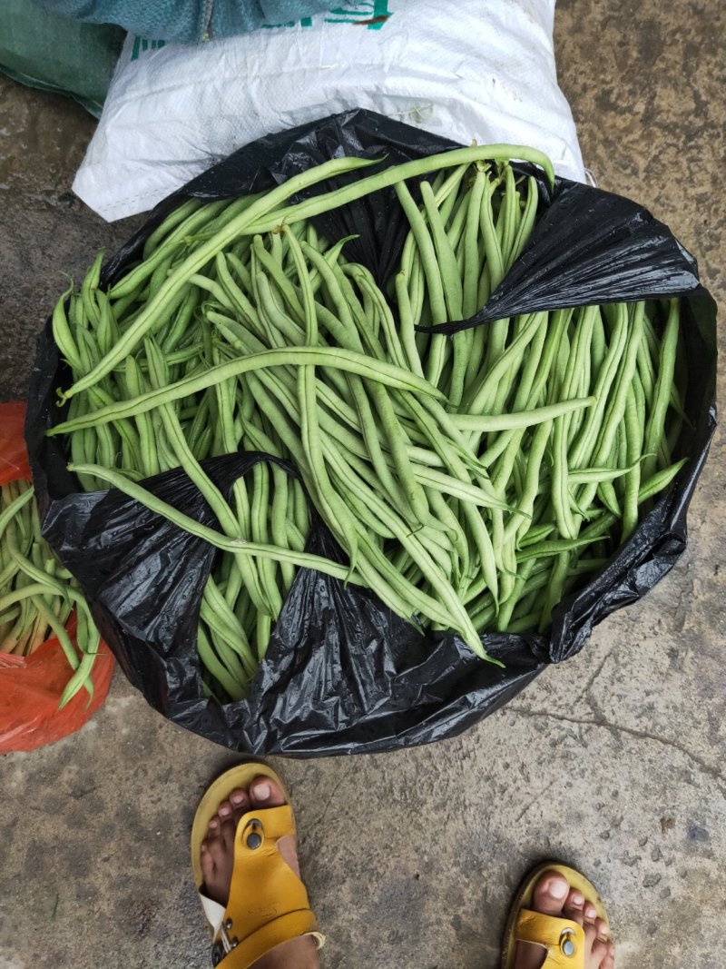 豆角大量现货