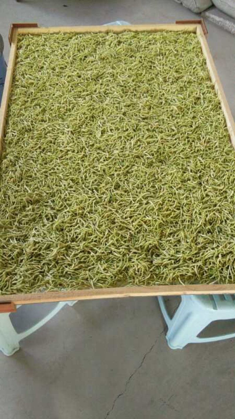 金银花。两证一签，死苗补发，提供技术指导苗圃直发