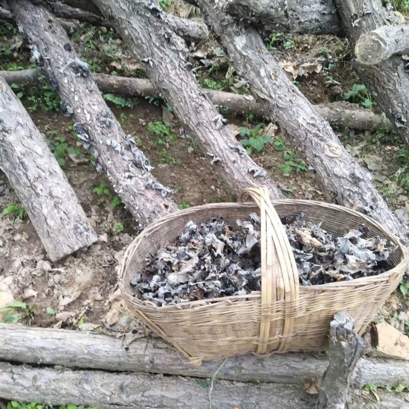 神農架我古老种植法木耳味道好吃
