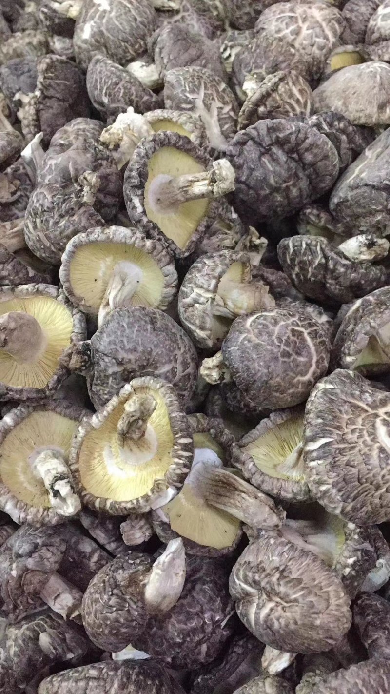 河源椴木香菇，花菇，冬菇薄菇大量批发零售优惠