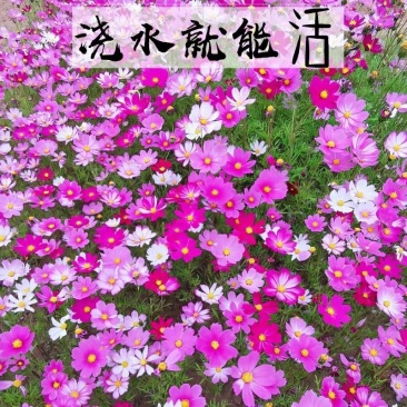 四季开花易活花种籽子花草花卉格桑花七彩波斯菊花种子野花组