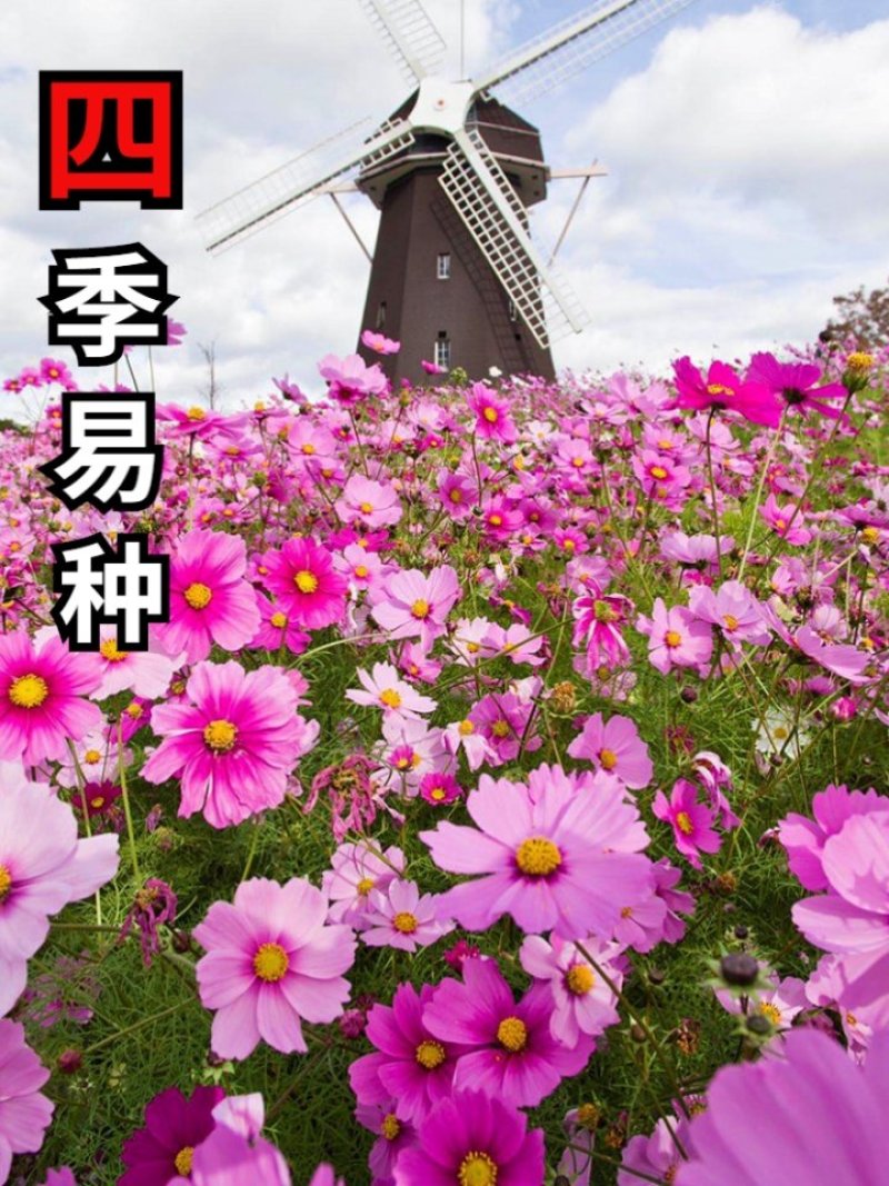 四季开花易活花种籽子花草花卉格桑花七彩波斯菊花种子野花组