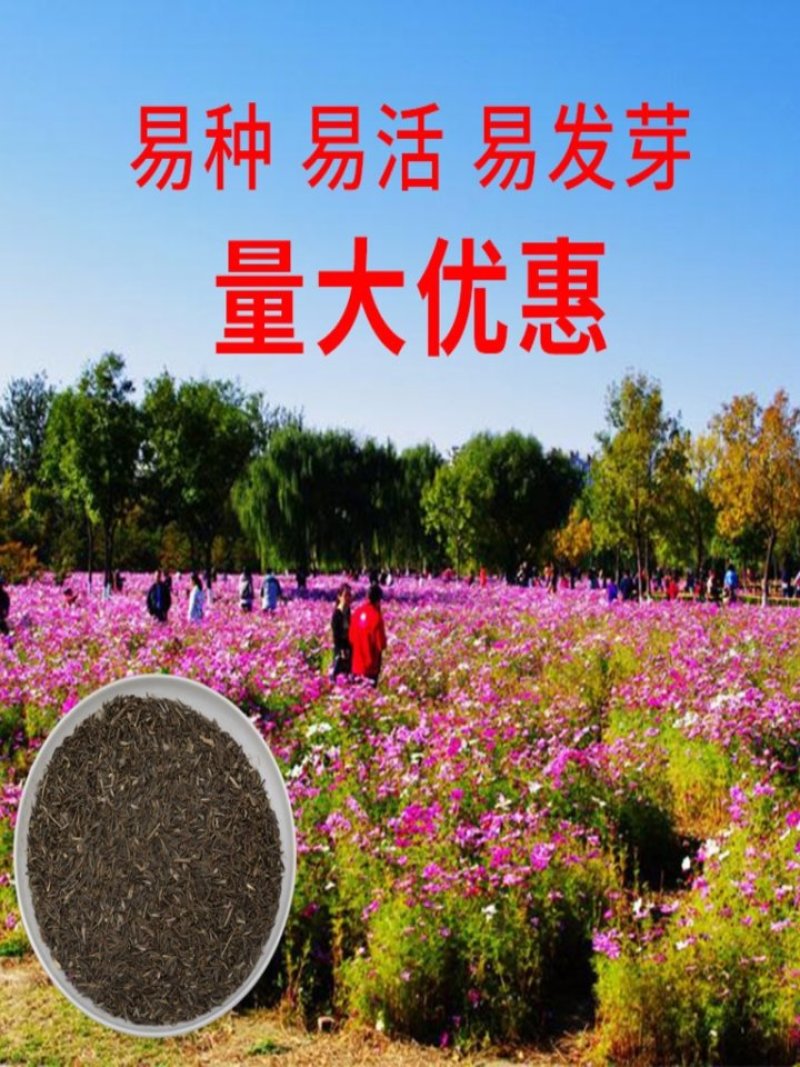 四季开花易活花种籽子花草花卉格桑花七彩波斯菊花种子野花组