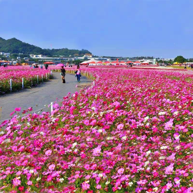 四季开花易活花种籽子花草花卉格桑花七彩波斯菊花种子野花组