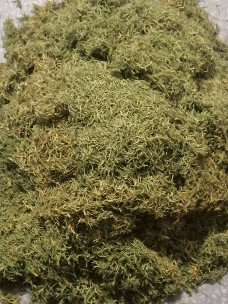 金银花。两证一签，死苗补发，提供技术指导苗圃直发