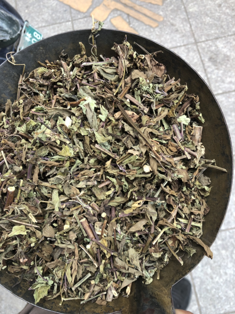 猫须草肾茶今年新货青绿