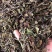 猫须草肾茶今年新货青绿