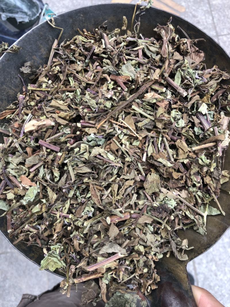猫须草肾茶今年新货青绿