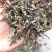 猫须草肾茶今年新货青绿