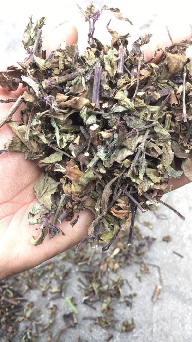 猫须草肾茶今年新货青绿