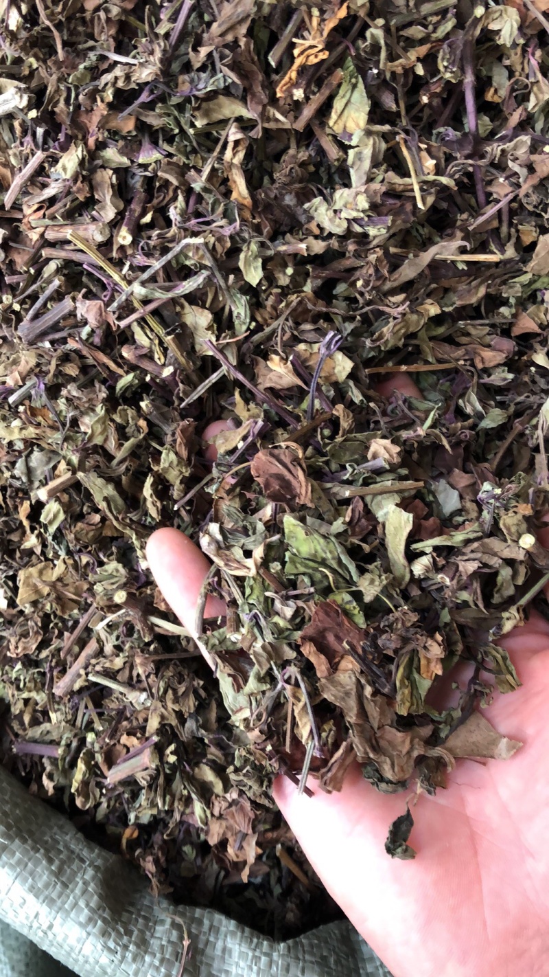 猫须草肾茶今年新货青绿