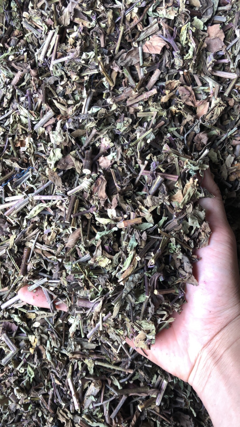 猫须草肾茶今年新货青绿