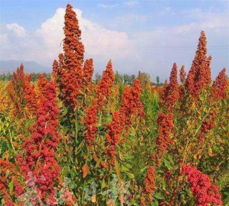 21年新藜麦一级灰黎麦米颗粒饱满，口感好量大从优8斤起