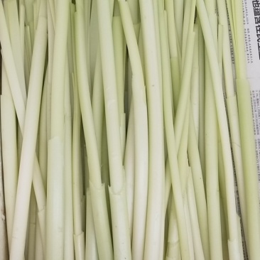 供应鲜蒲菜物美价廉大明湖三白鲁菜代表菜