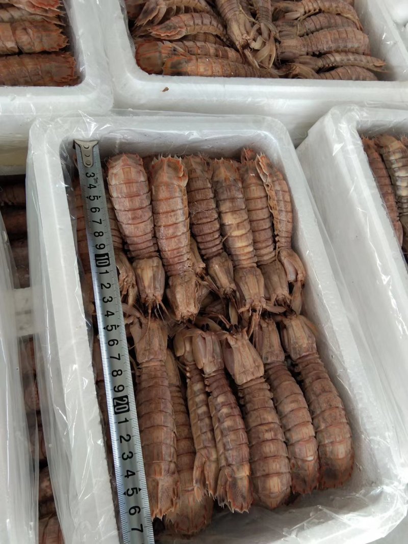 皮皮虾爬虾琵琶虾虾虎熟冻品质高自家渔船渤海特产电商团购货