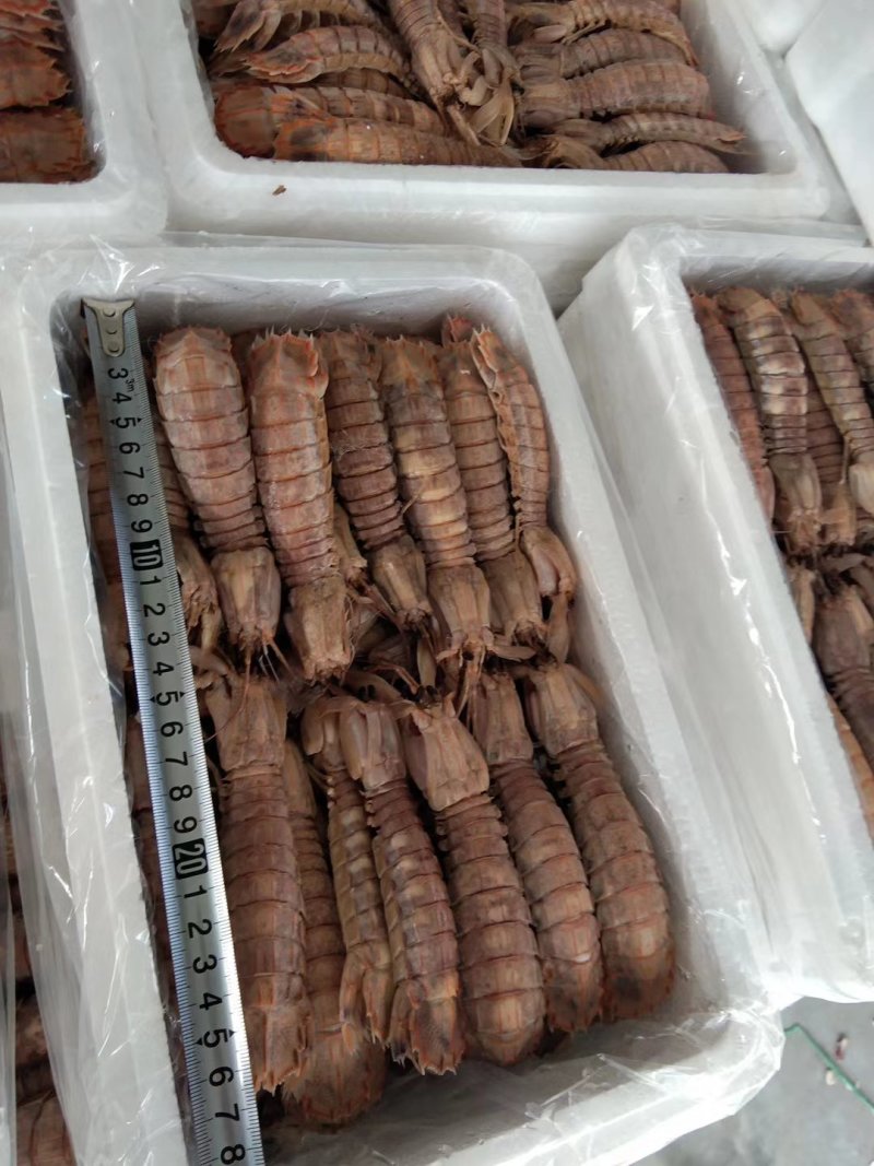 皮皮虾爬虾琵琶虾虾虎熟冻品质高自家渔船渤海特产电商团购货