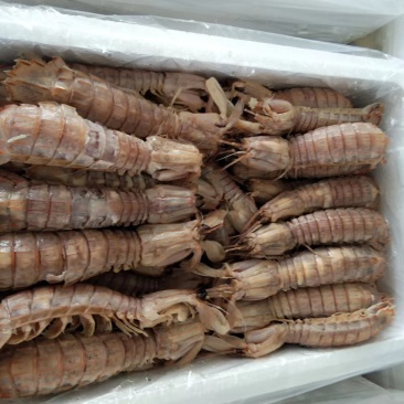 皮皮虾爬虾琵琶虾虾虎熟冻品质高自家渔船渤海特产电商团购货