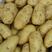 山东土豆！新荷兰土豆，大量上市供应，全国代发