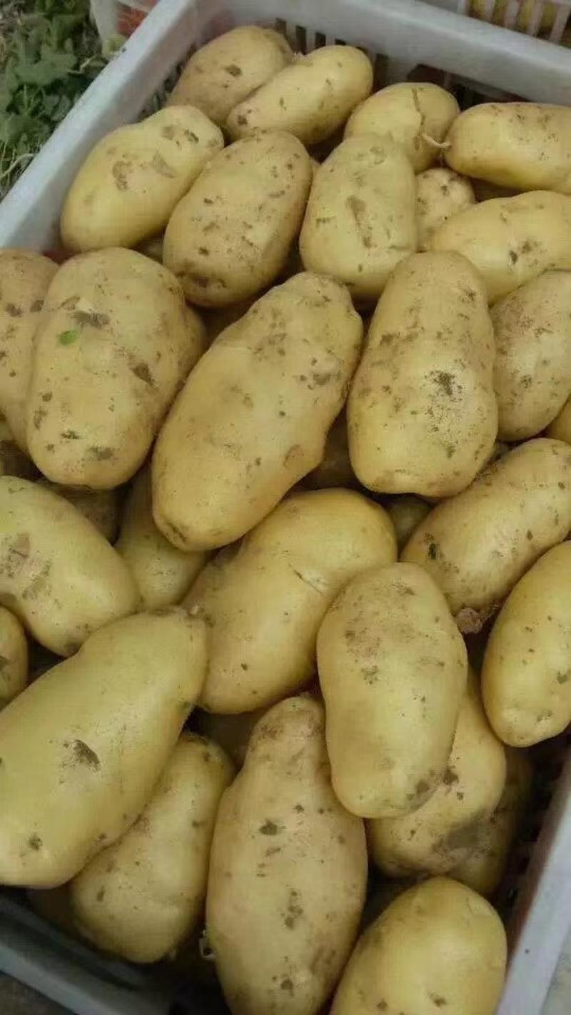 山东土豆！新荷兰土豆，大量上市供应，全国代发