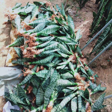 虎皮兰/矮脚虎皮兰/银脉虎皮兰去甲醛防辐射