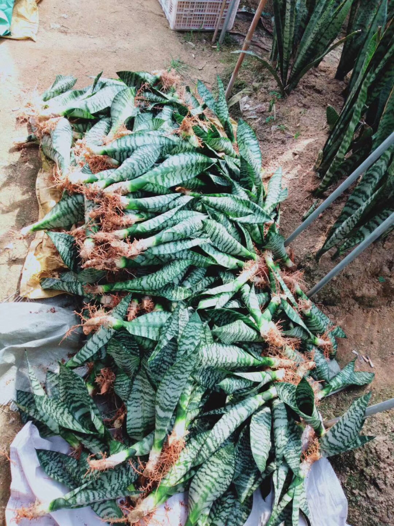 虎皮兰/矮脚虎皮兰/银脉虎皮兰去甲醛防辐射
