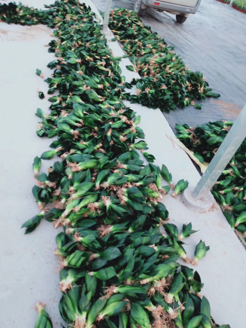 虎皮兰/矮脚虎皮兰/银脉虎皮兰去甲醛防辐射