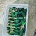 虎皮兰/矮脚虎皮兰/银脉虎皮兰去甲醛防辐射