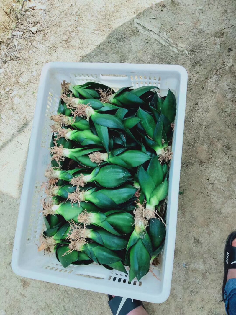 虎皮兰/矮脚虎皮兰/银脉虎皮兰去甲醛防辐射