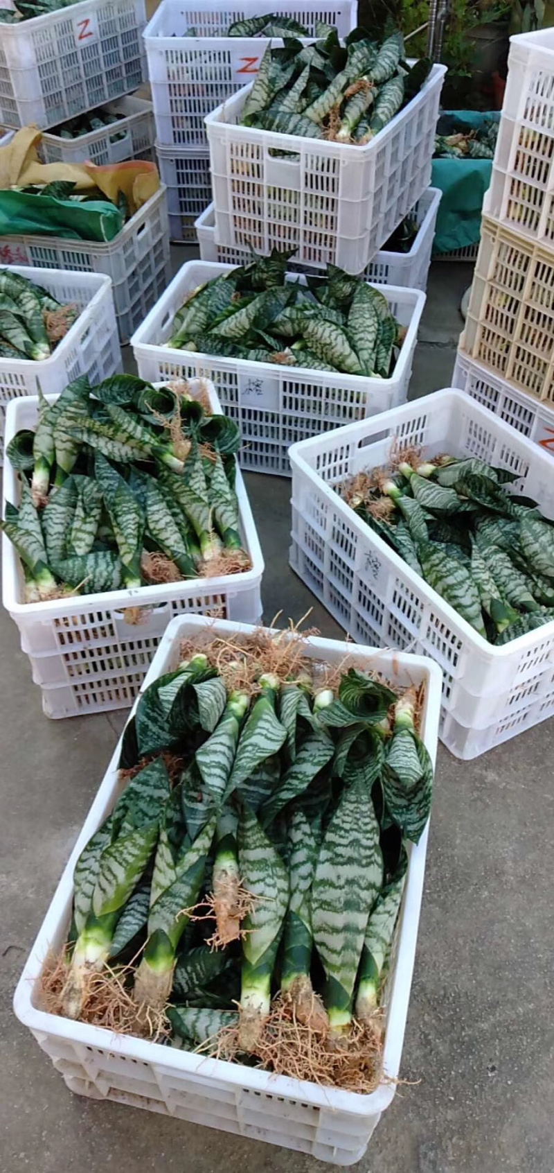 虎皮兰/矮脚虎皮兰/银脉虎皮兰去甲醛防辐射