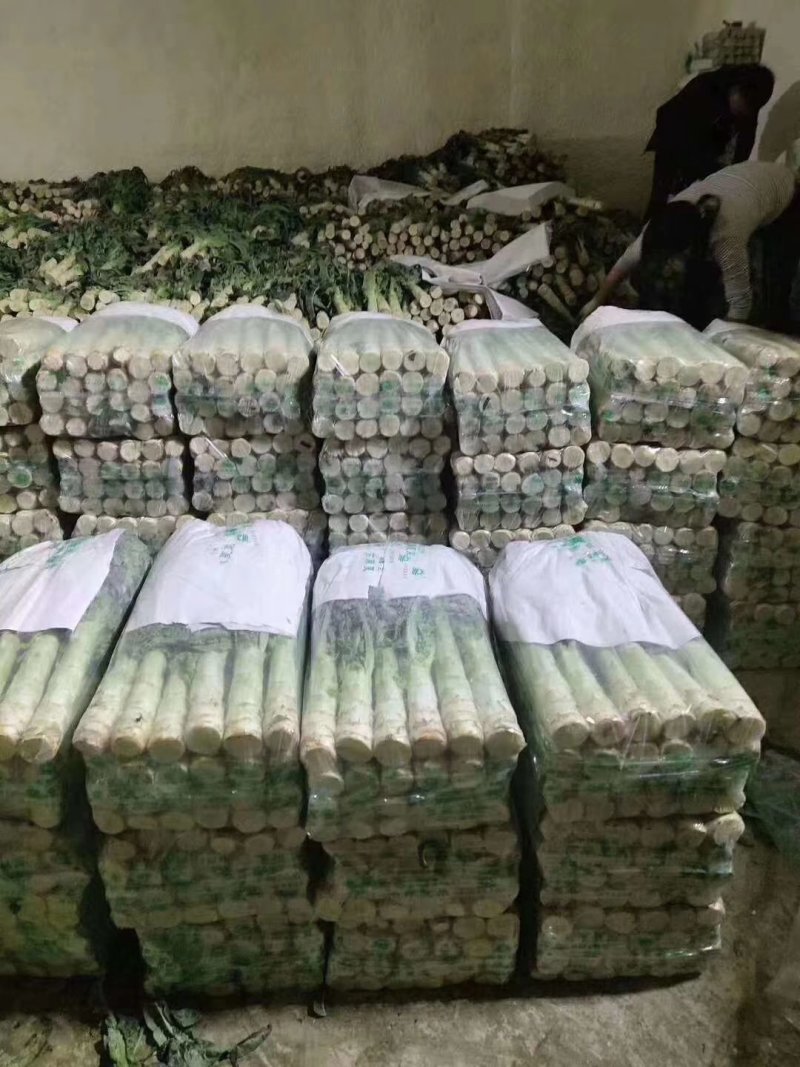 甘肃定西红叶莴笋大量上市，产地一手货源，