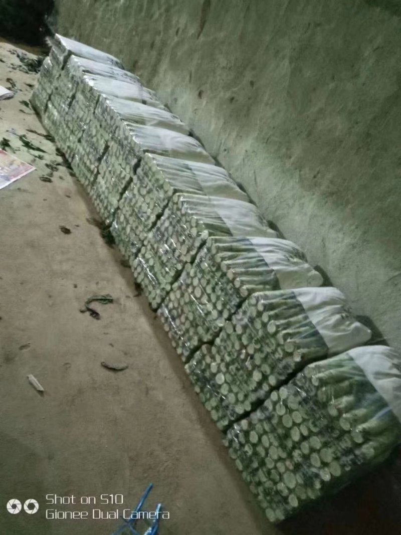 甘肃定西红叶莴笋大量上市，产地一手货源，