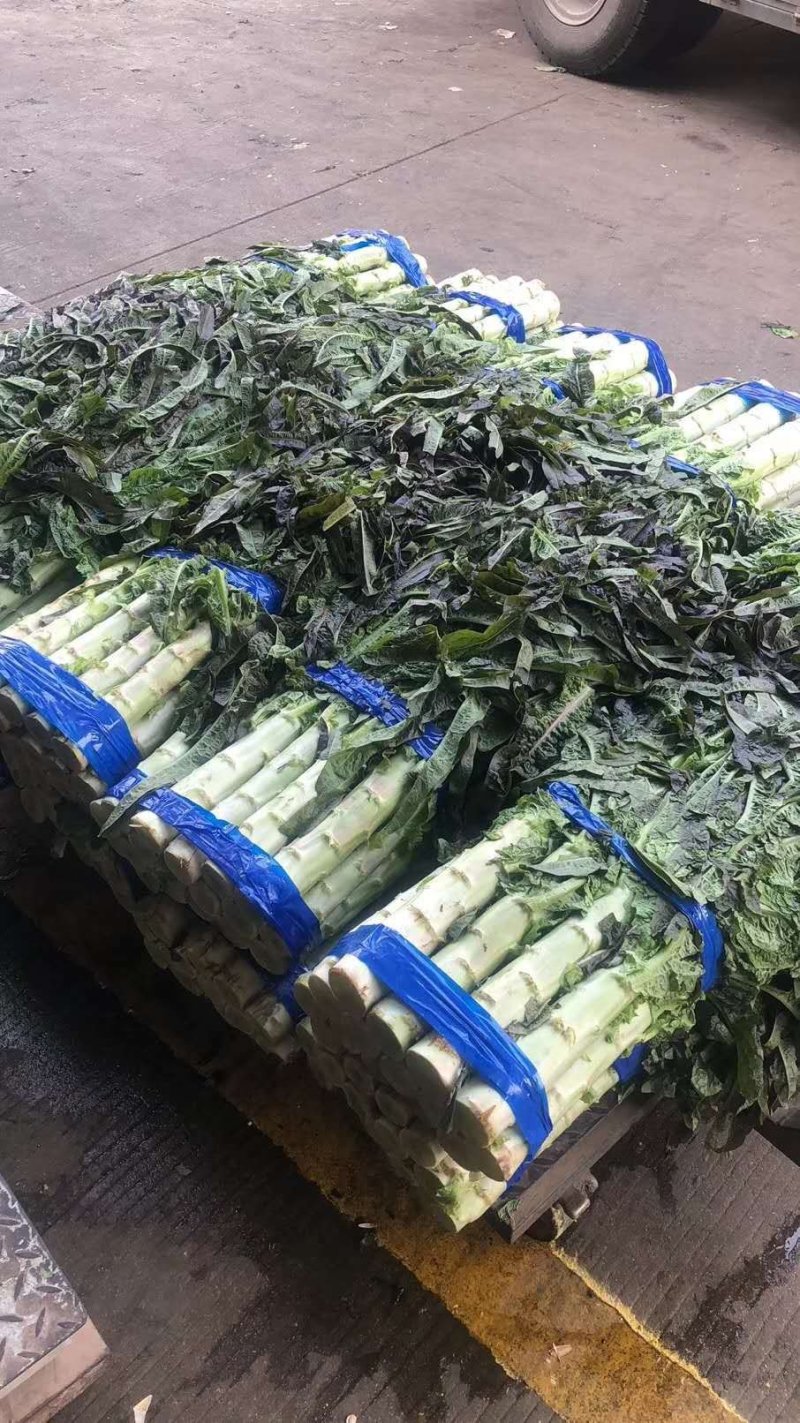 甘肃定西红叶莴笋大量上市，产地一手货源，