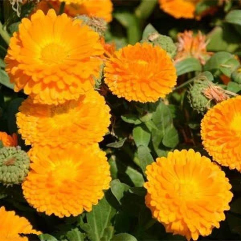 四季种易活开花夏播室内盆栽花卉夏季花种子夏天种花草