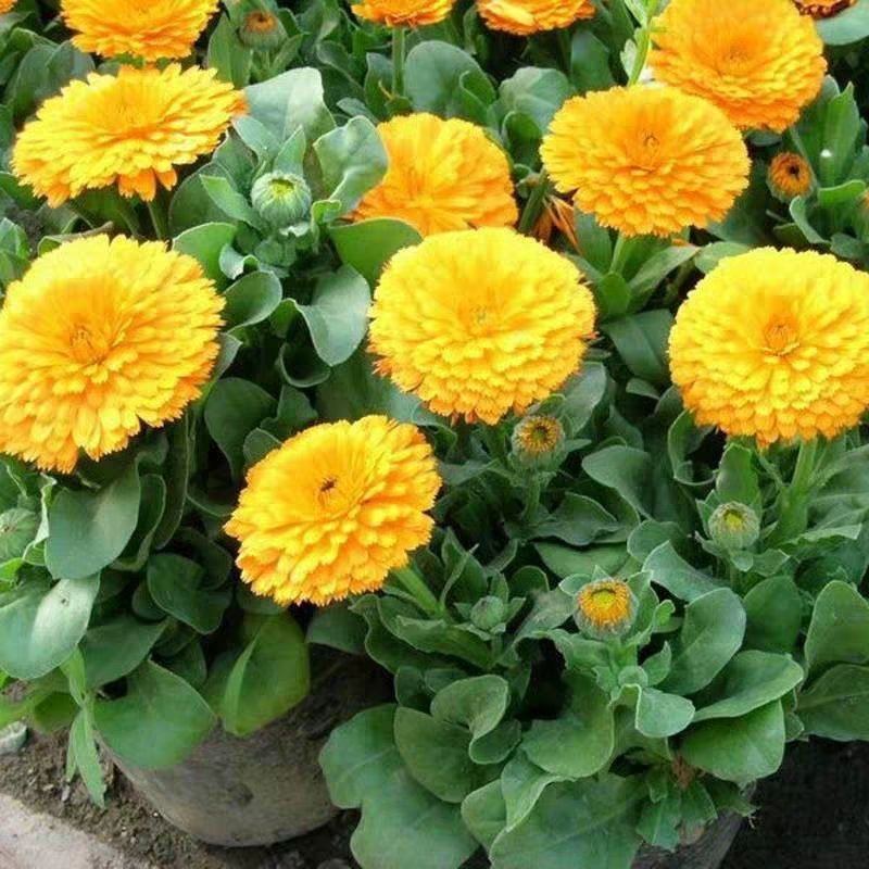 四季种易活开花夏播室内盆栽花卉夏季花种子夏天种花草