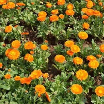 四季种易活开花夏播室内盆栽花卉夏季花种子夏天种花草