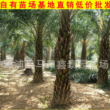 福建中东海枣银海枣库存大量价格实惠欢迎来电询问