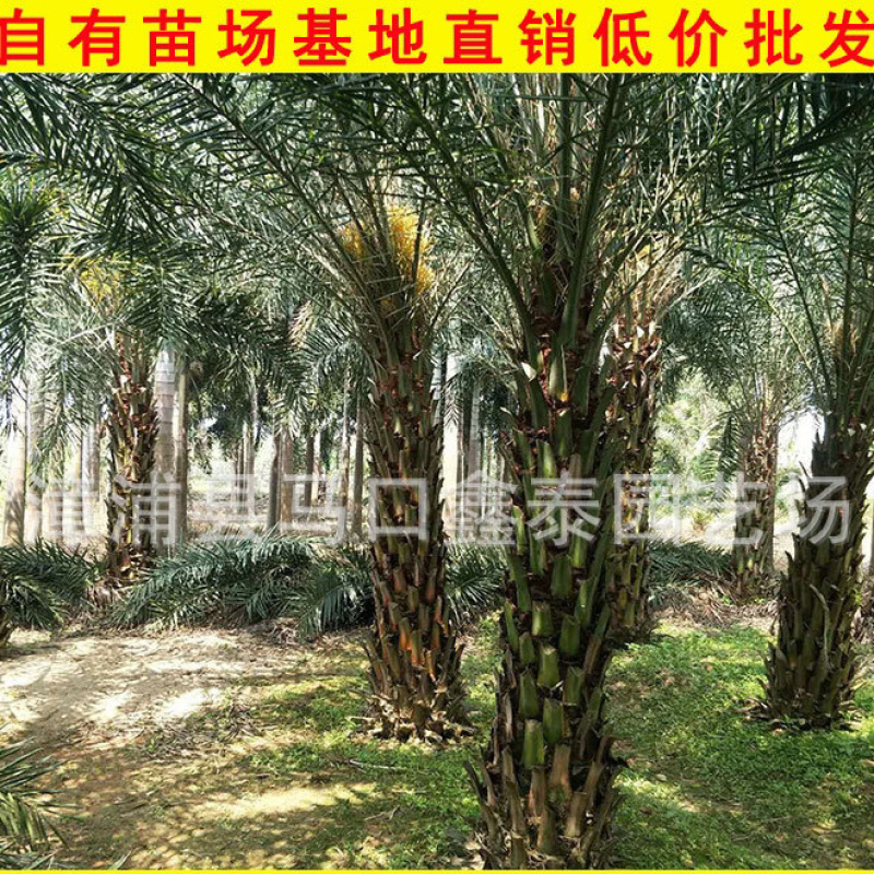 福建中东海枣银海枣库存大量价格实惠欢迎来电询问