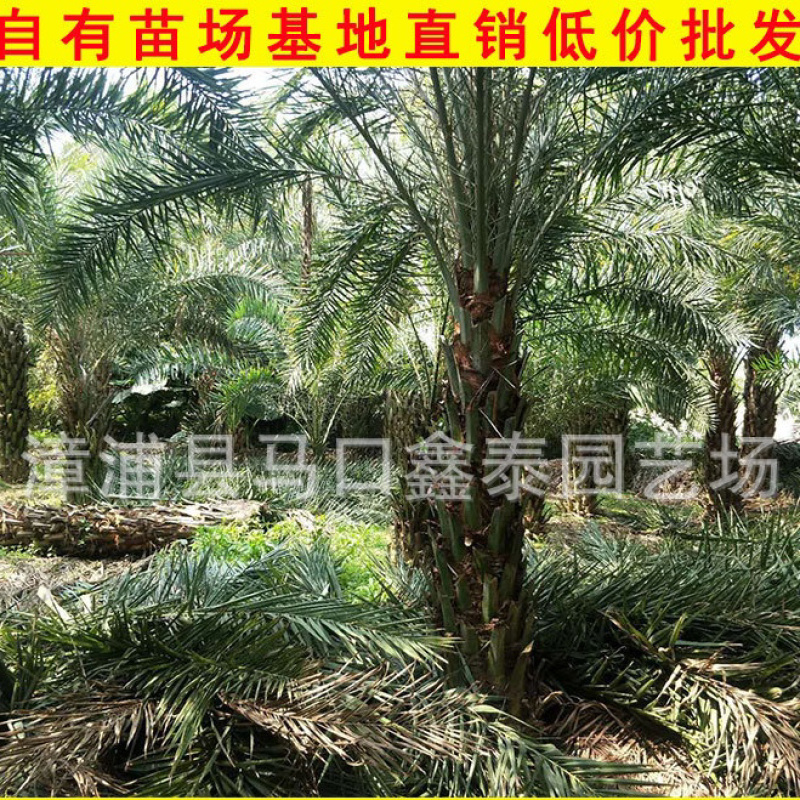 福建中东海枣银海枣库存大量价格实惠欢迎来电询问