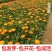 四季种易活开花夏播室内盆栽花卉夏季花种子夏天种花草